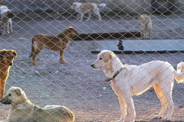 مراحل پایانی ساخت کلینیک درمانی سگ های بدون صاحب آرادکوه