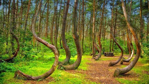 راز کشف جنگل درختان کج در لهستان