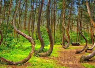 راز کشف جنگل درختان کج در لهستان