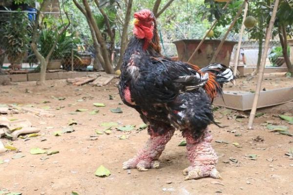 مرغ اژدها عجیب ترین مرغ خانگی در دنیا!، عکس